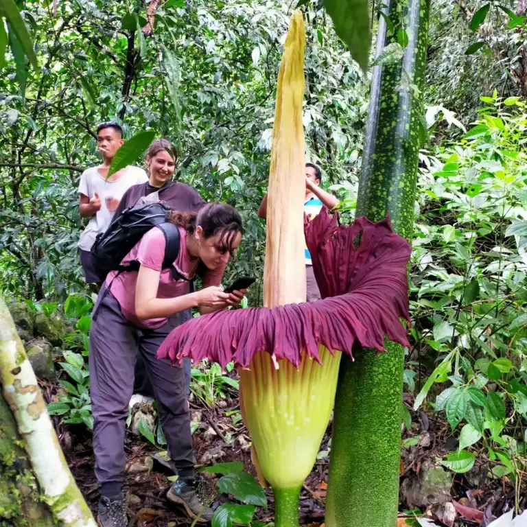 Букит Лаванг: Bukit Lawang Indah