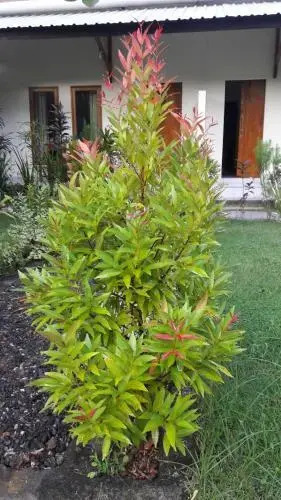Кута: Herry Homestay Kuta Lombok