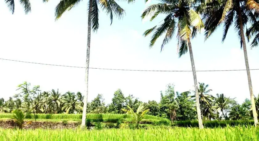 Убуд: Deta Junjungan Rice Field Villa