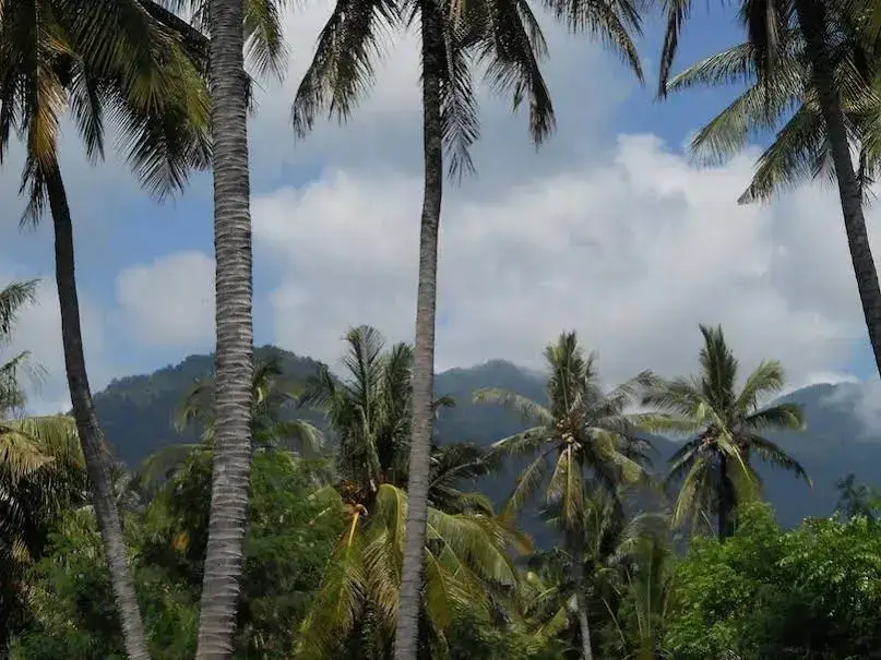Пемутеран: Rhipidura Bungalows