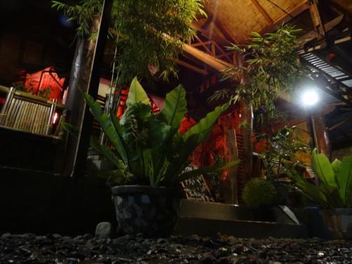 Букит Лаванг: Terimakasih Bar and Guesthouse