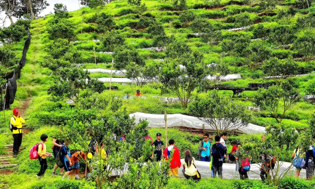 Озеро Тоба: Taman Simalem Resort