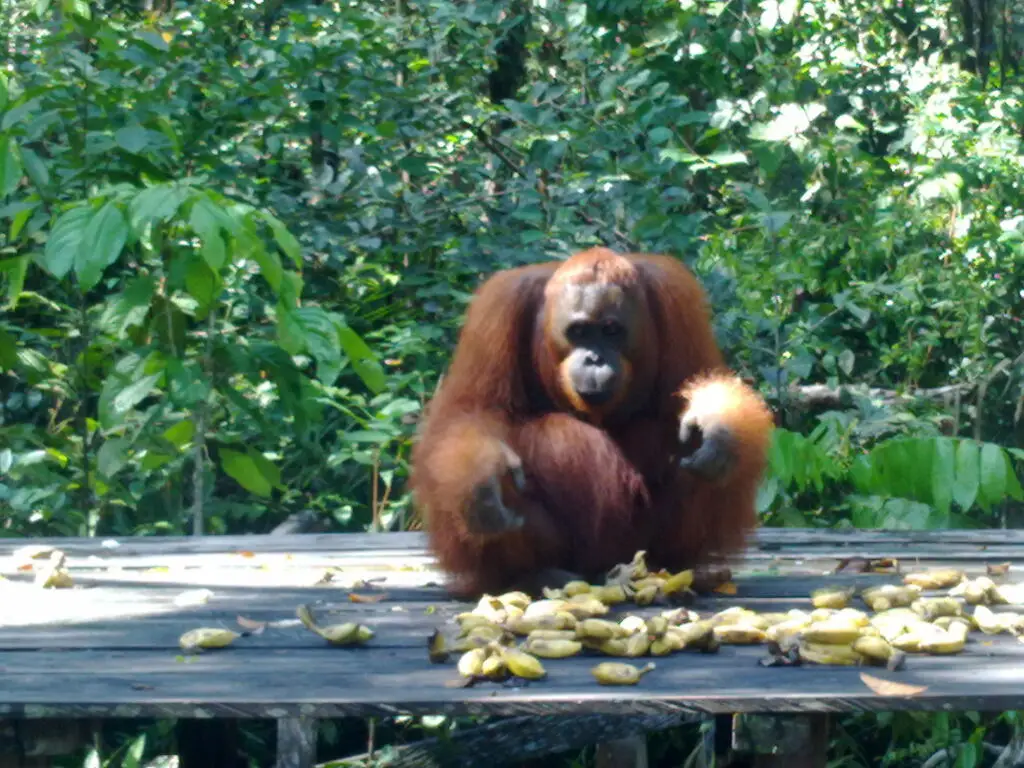 Пангкаланбун: Rimba Orangutan Eco Lodge