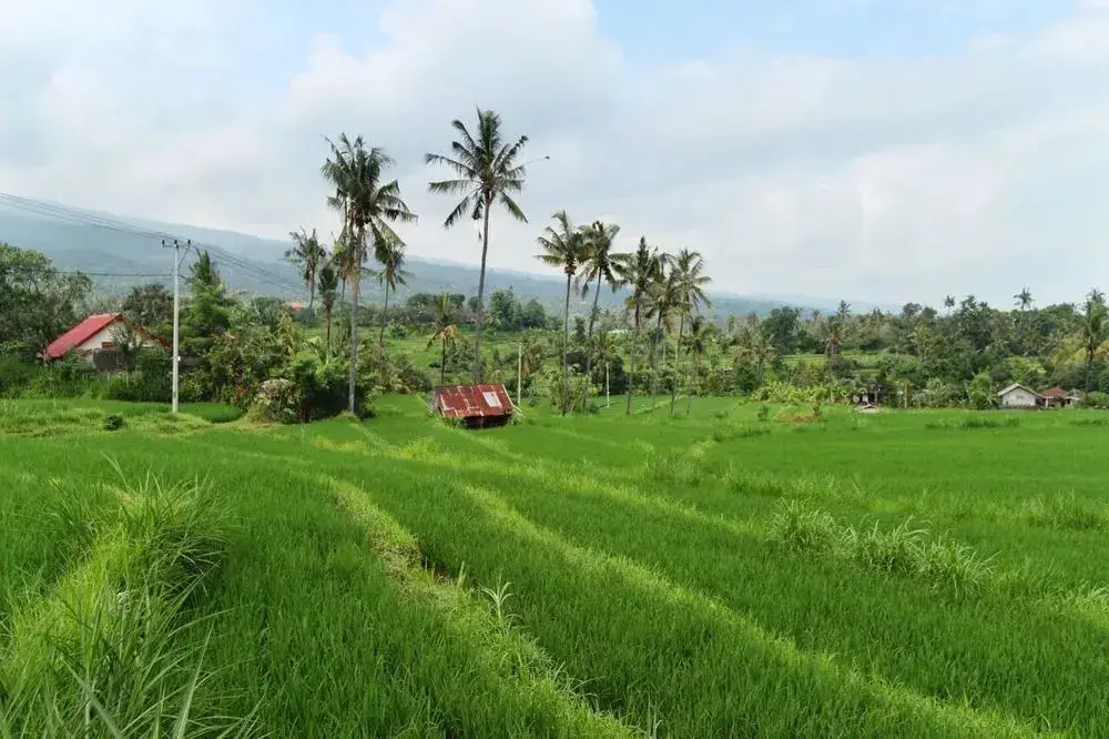 Умеаньяр: The Khana Sambangan