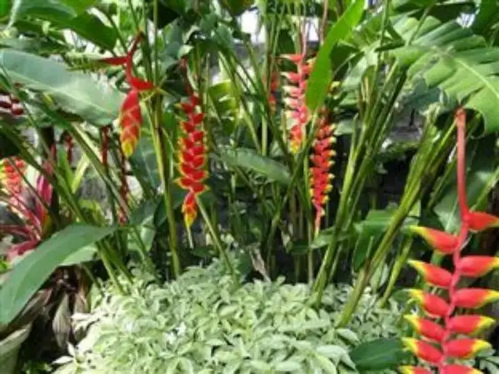 Чангу: Soul Villa Canggu