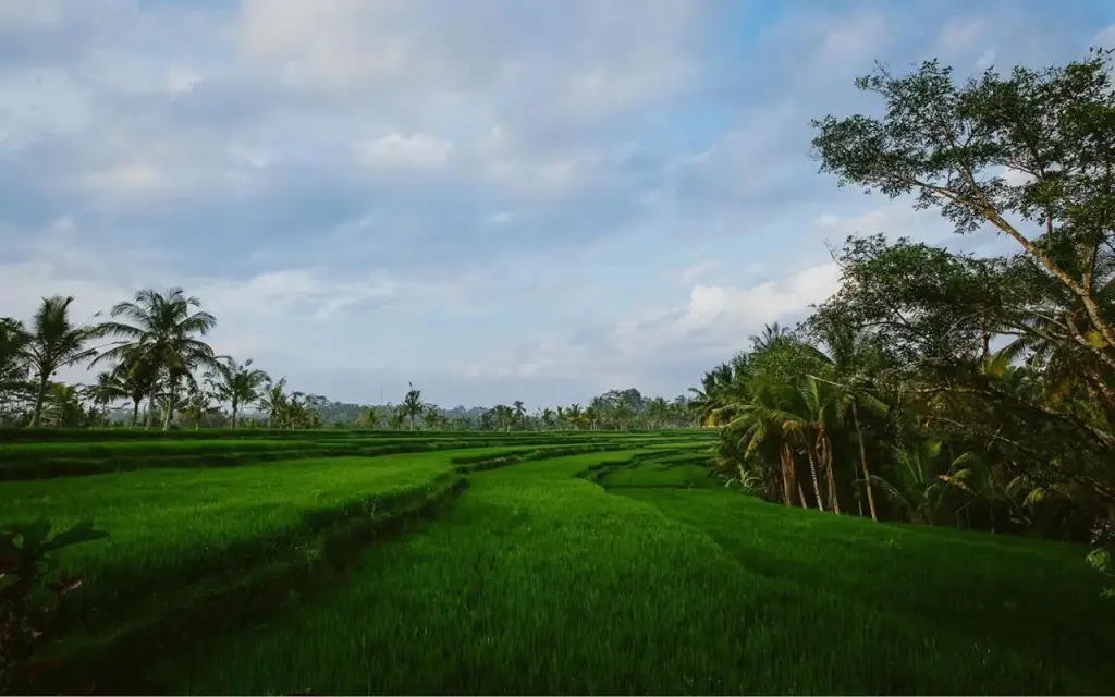 Убуд: Rumah Capung Ubud Full Villa