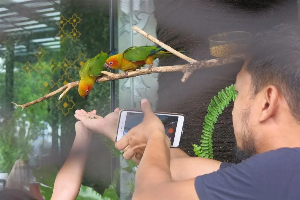 Южный Тангеранг: Aviary Bintaro