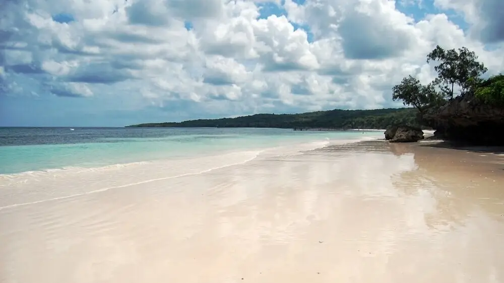 Бира: Panda Beach II