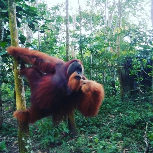 Букит Лаванг: Batu Mandi Guest House Bukit Lawang