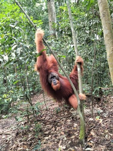 Букит Лаванг: Batu Mandi Guest House Bukit Lawang