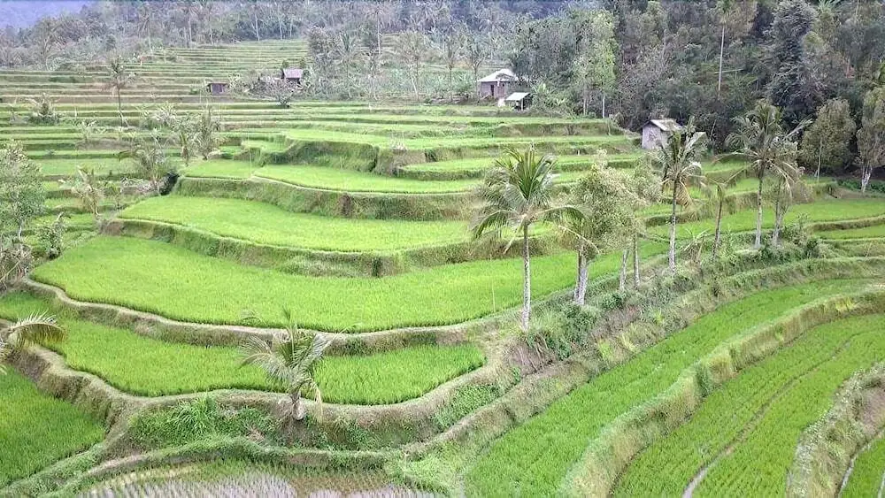 Саван: The Kubu Galungan