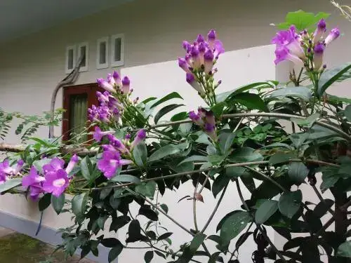Негара: Shalom Homestay