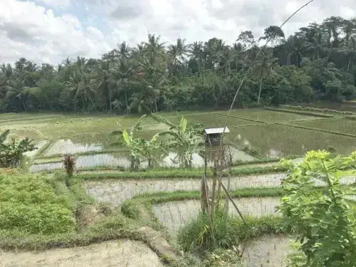Чангу: Exotica Bali Bed and Breakfast