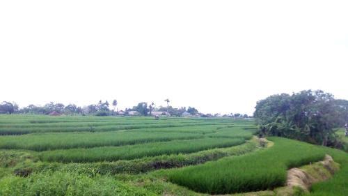 Сесе: Bali Kunti Guest House