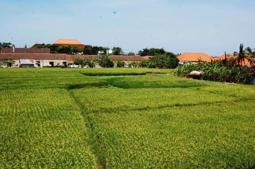 Сесе: Bali Kunti Guest House