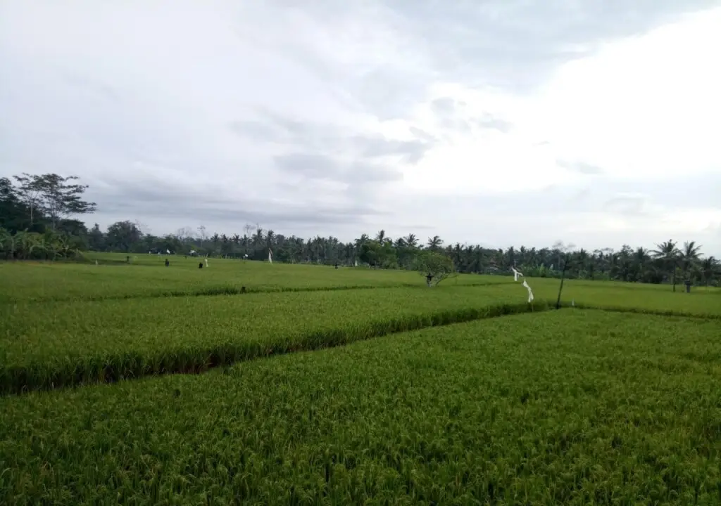 Убуд: Putra Homestay