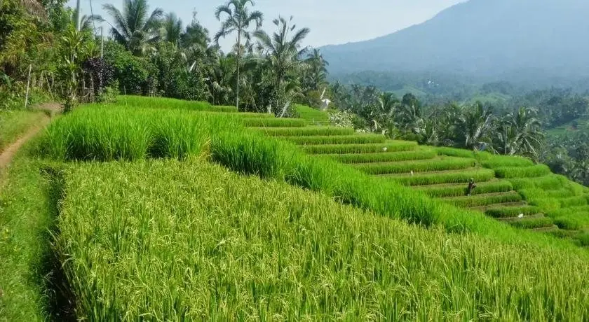 Умеаньяр: ZEN Rooms Basic Tukad Mungga Lovina