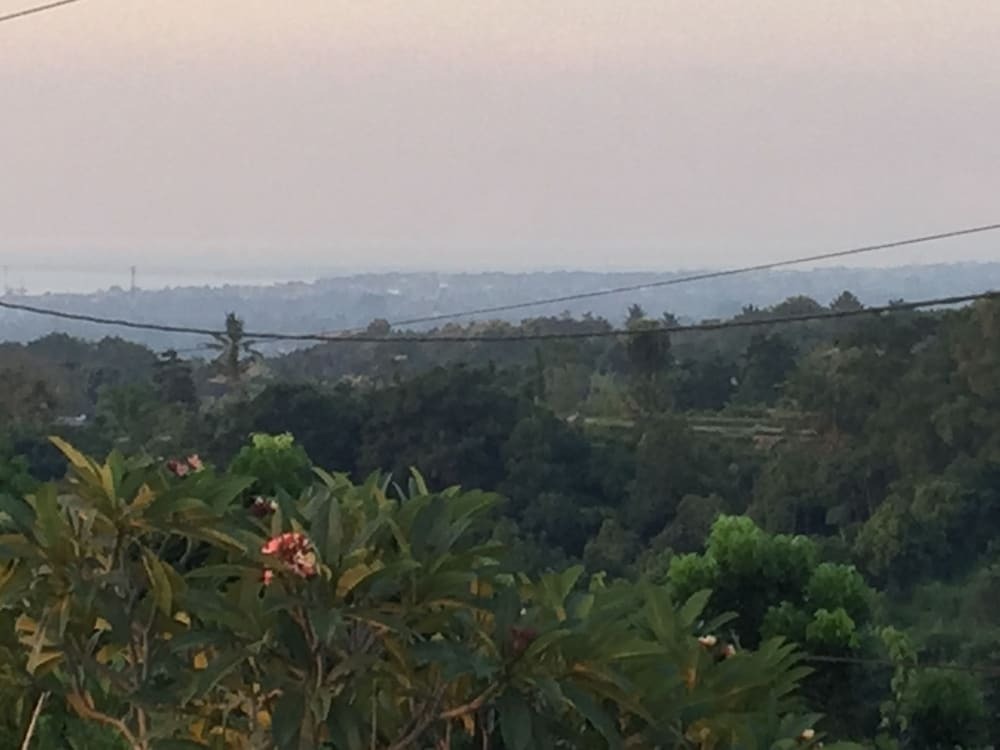 Сукасада: The Kayuputih