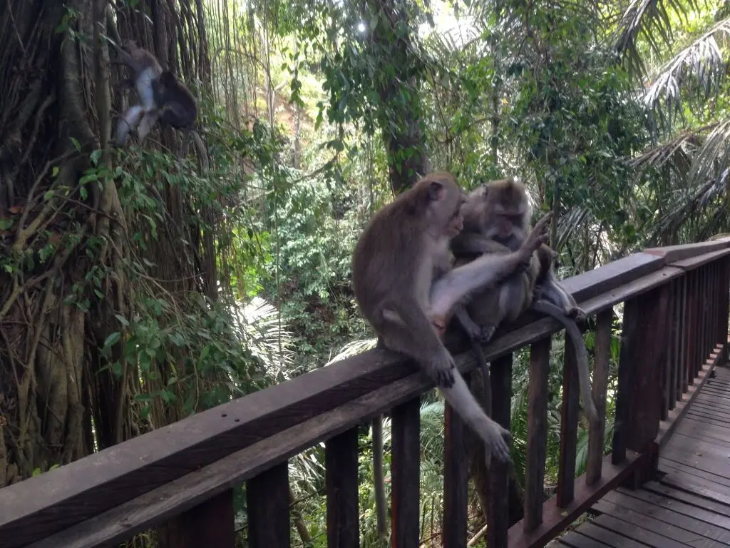 Убуд: Mano House Ubud