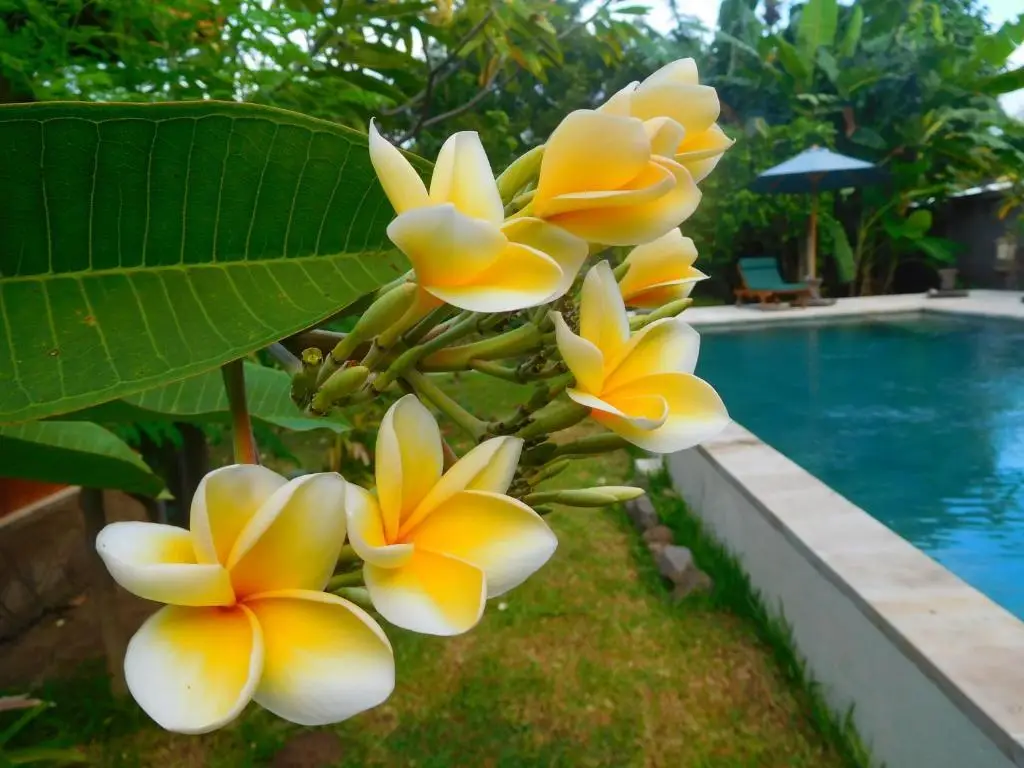 Пемутеран: TEGAL SARI, Pemuteran- North Bali
