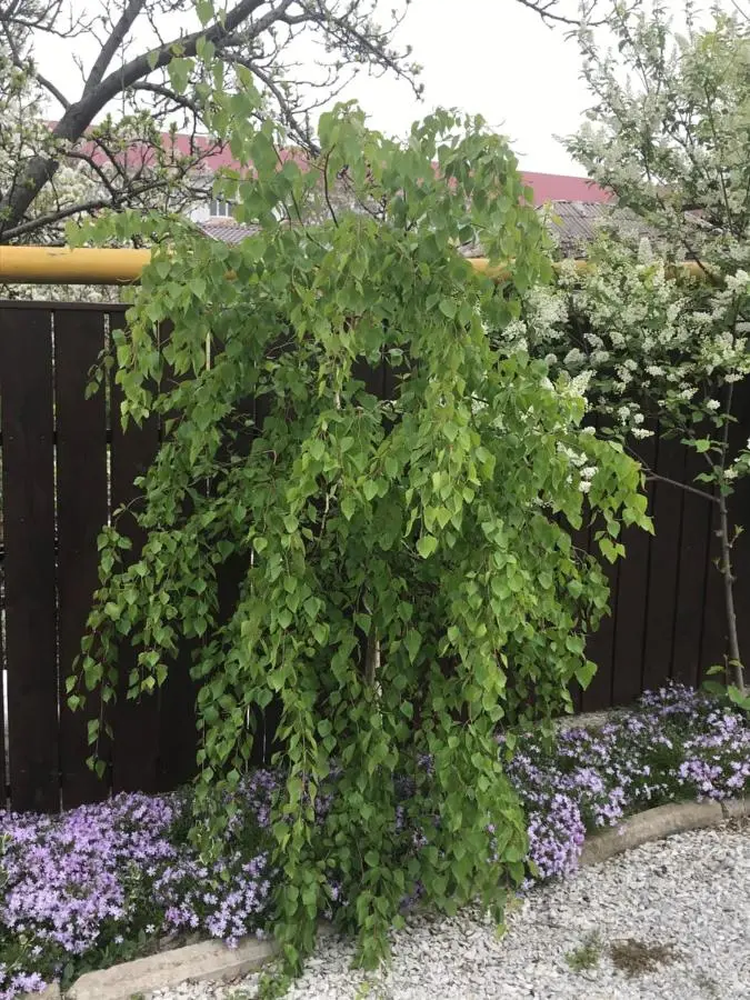 Кабардинка: PATIO