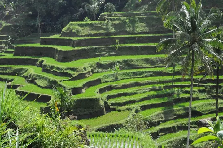 Кута: Flora Apartment Bali