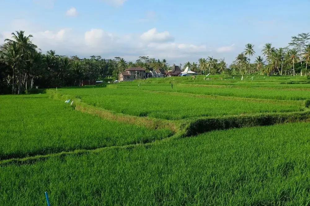 Убуд: Green fields Luxury Villas