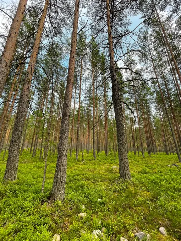 Петровское: База Отдыха Мыс Вуокса