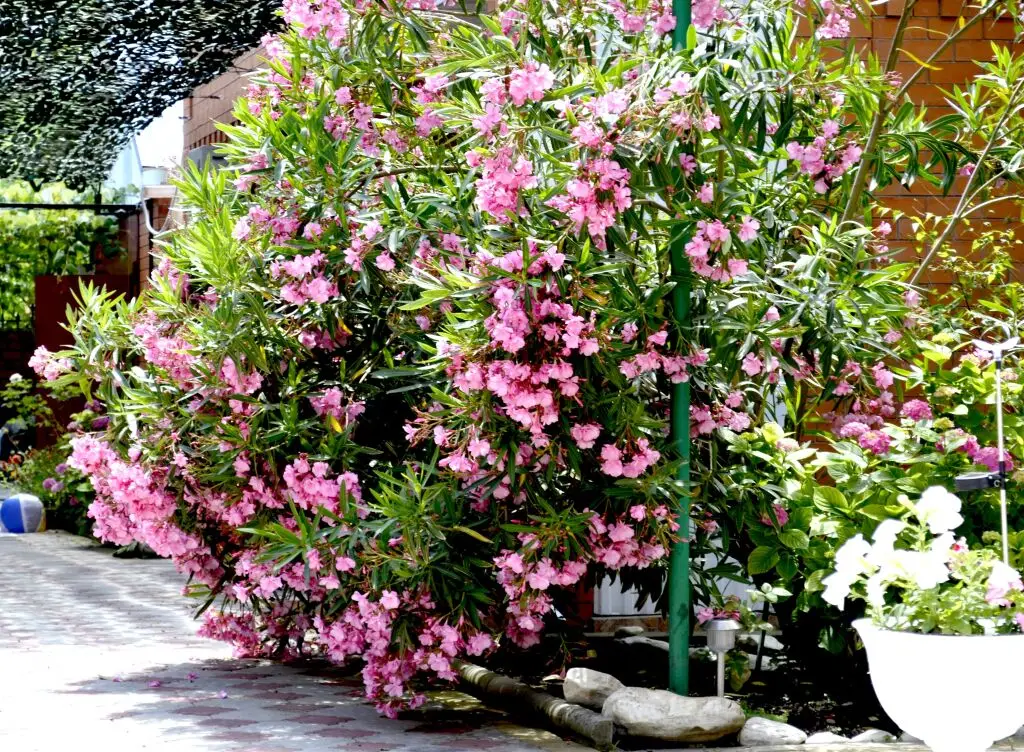 Дедеркой: Belyij Parohod Guest House