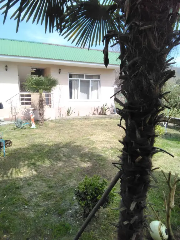 Сочи: Dikaya Orhideya Guest house