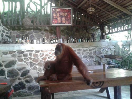 Букит Лаванг: Kupu Kupu Garden Guest House & Cafe