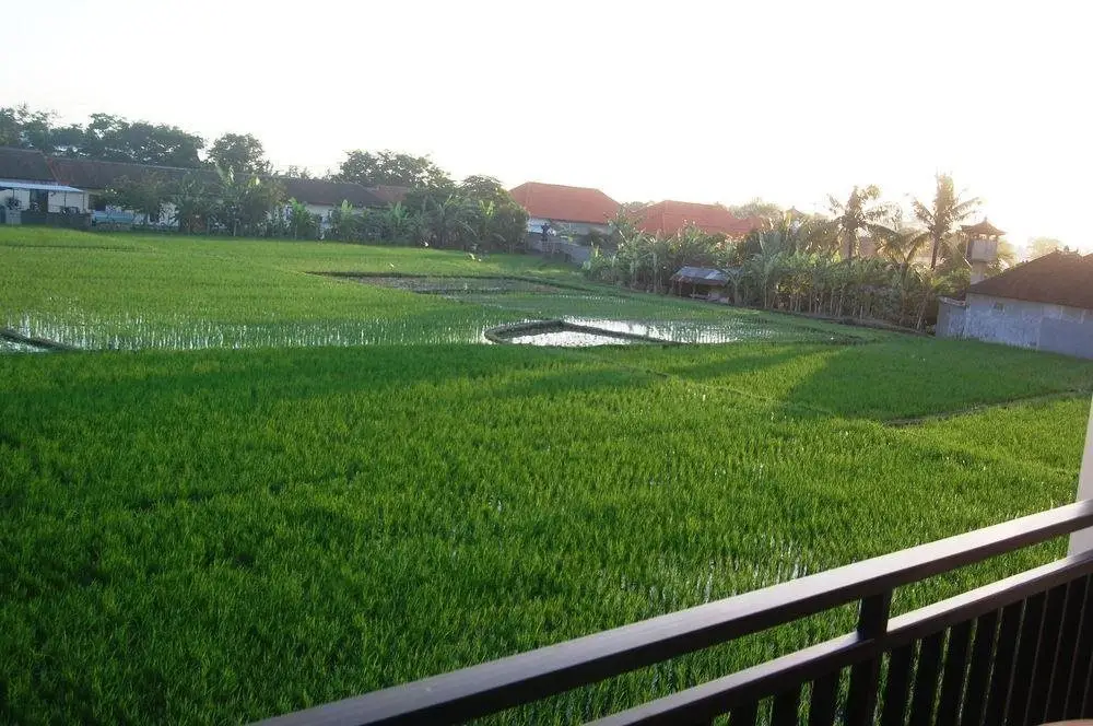 Кута: RedDoorz @ Munggu Canggu
