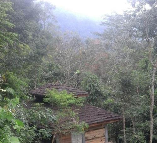 Букит Лаванг: Sumatra Rainforest Eco Retreat