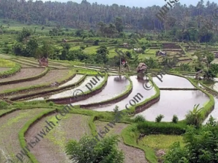 Абаби: Puri Sawah Bungalows And Restaurant