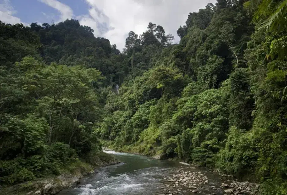 Букит Лаванг: Eriono Guest House Bukit Lawang
