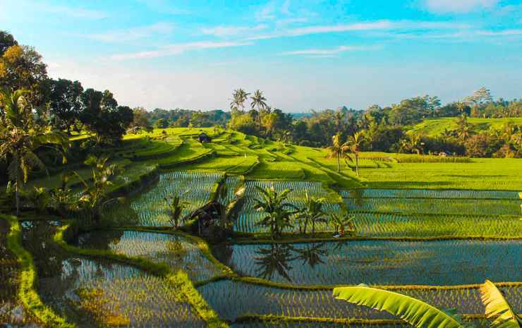 Пенебел: Sang Tirta Farm Living Resort
