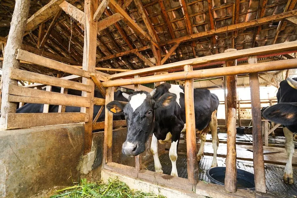 Лембанг: OYO Homes 91009 Eco Tourism Desa Cibodas Areng 4 Syariah
