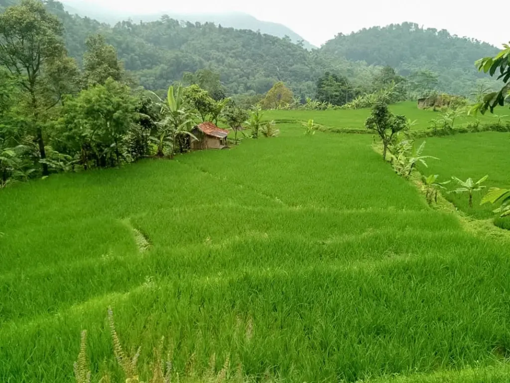 Читарингул: De Salak Homestay Gunung Salak RedPartner