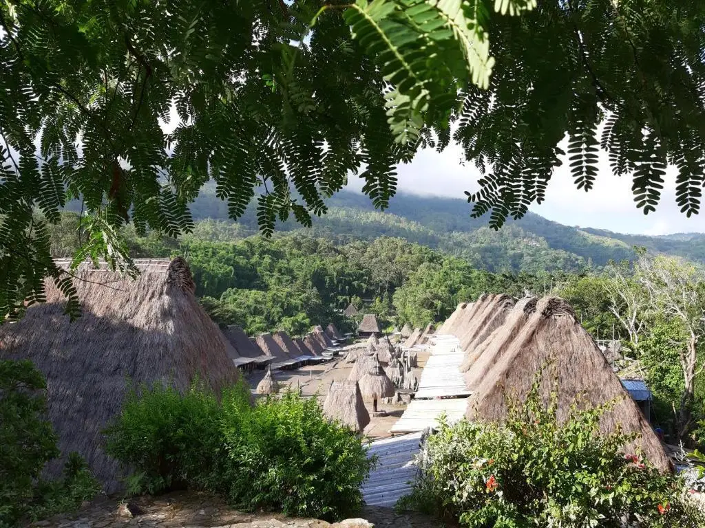 Саву: Manulalu Jungle