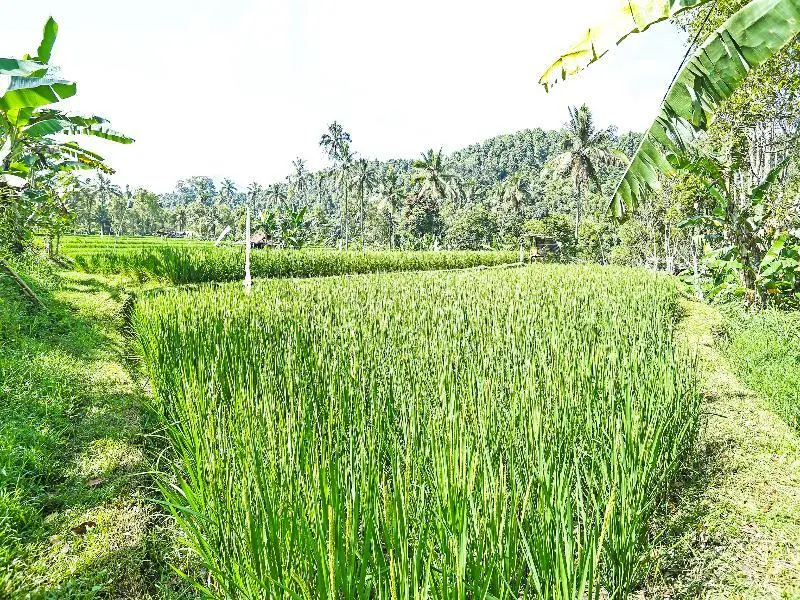 Баньюатис: Oyo Homes 91094 Desa Wisata Banyuatis