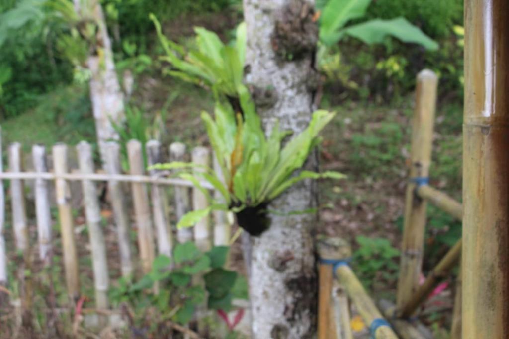 Батурити: Bali Tree House Pelangi