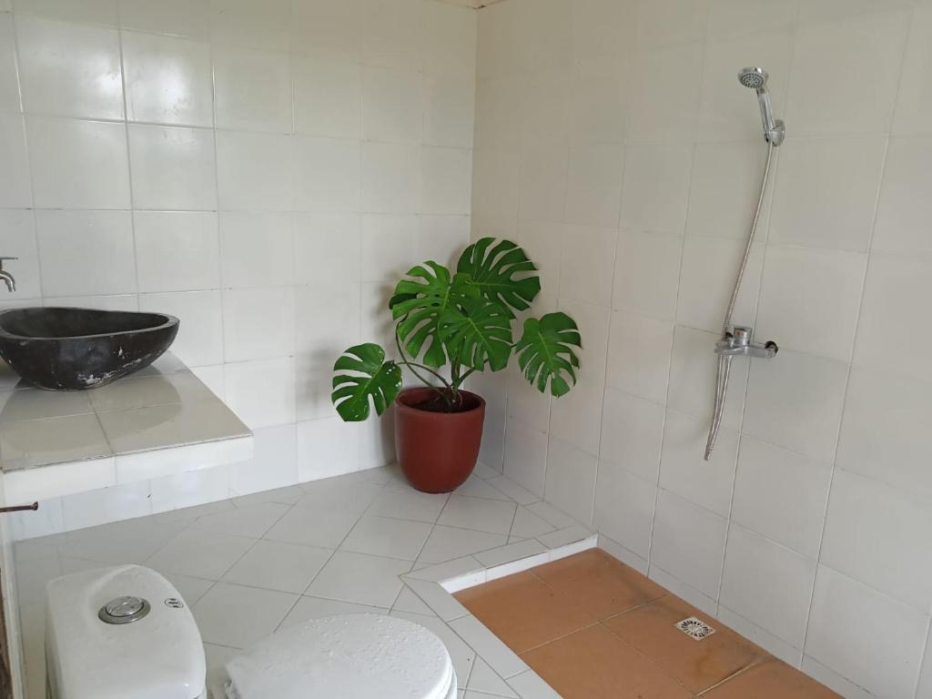 Слеман: Rosella Cottage - Homestay - Kitchen Yogyakarta