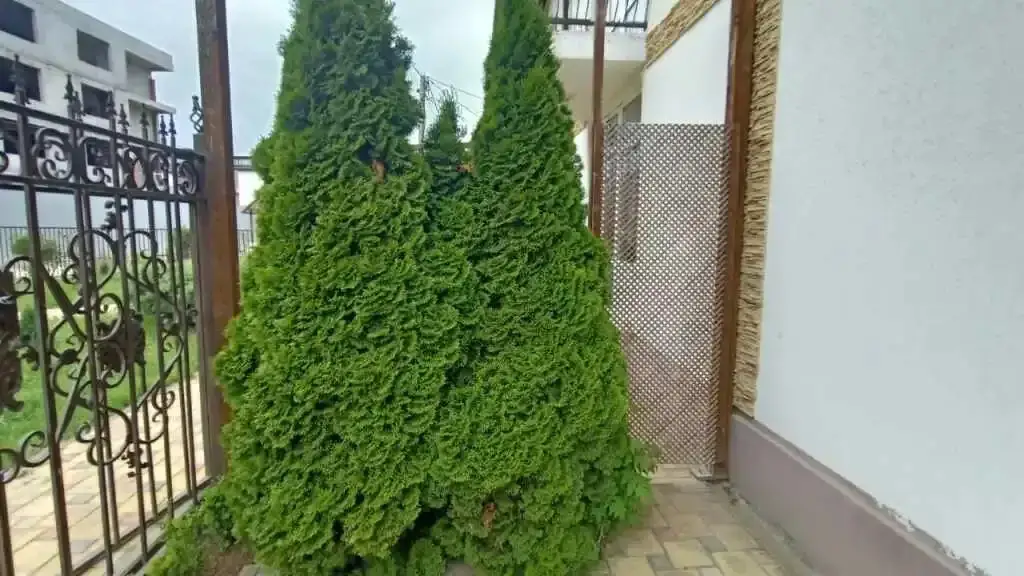 Анапа: Belaya Zhemchuzhina Guest House