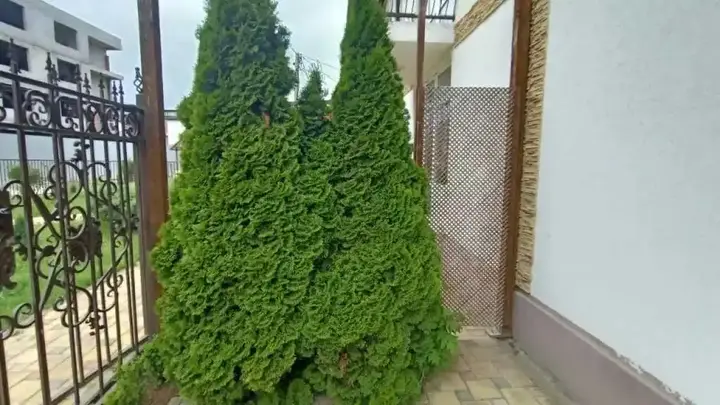 Анапа: Belaya Zhemchuzhina Guest House