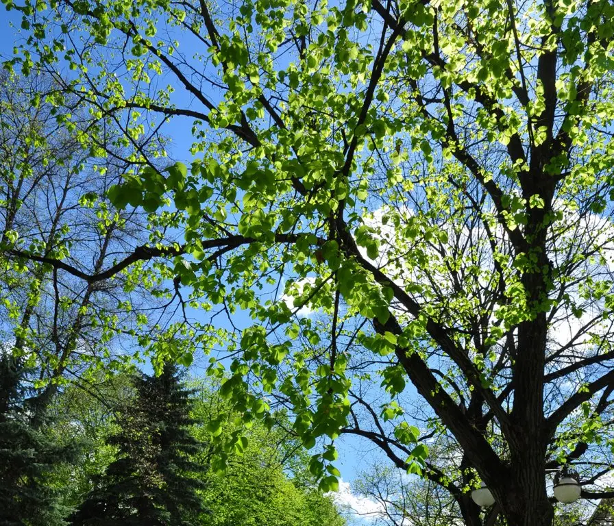 Кисловодск: im.Ordzhonikidze (Kislovodsk)