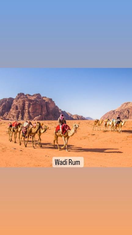 Вади-Рум: Desert Star Camp Wadi Rum