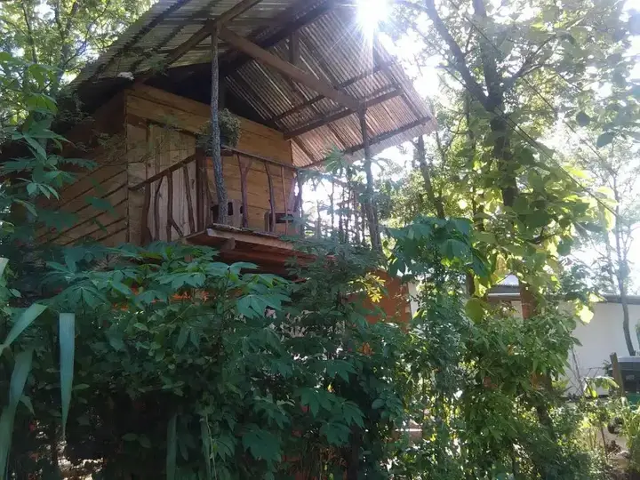 Хабарана: Angry Birds Tree house