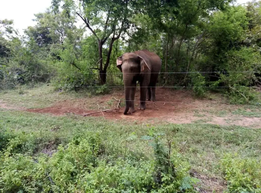 Удавалаве: Wildlife & Nature Protection Society Bangalow