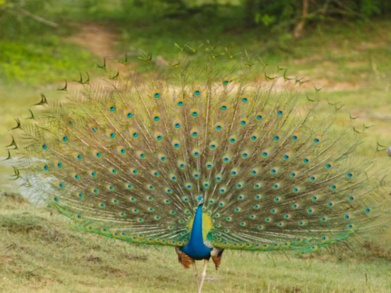 Тангалла: Peacockland Tangalle Guest House