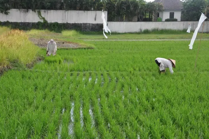 Чангу: Love Is Simple Bali